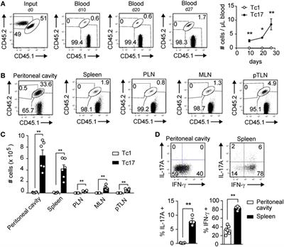 In Vitro-Generated Tc17 Cells Present a Memory Phenotype and Serve As a Reservoir of Tc1 Cells In Vivo